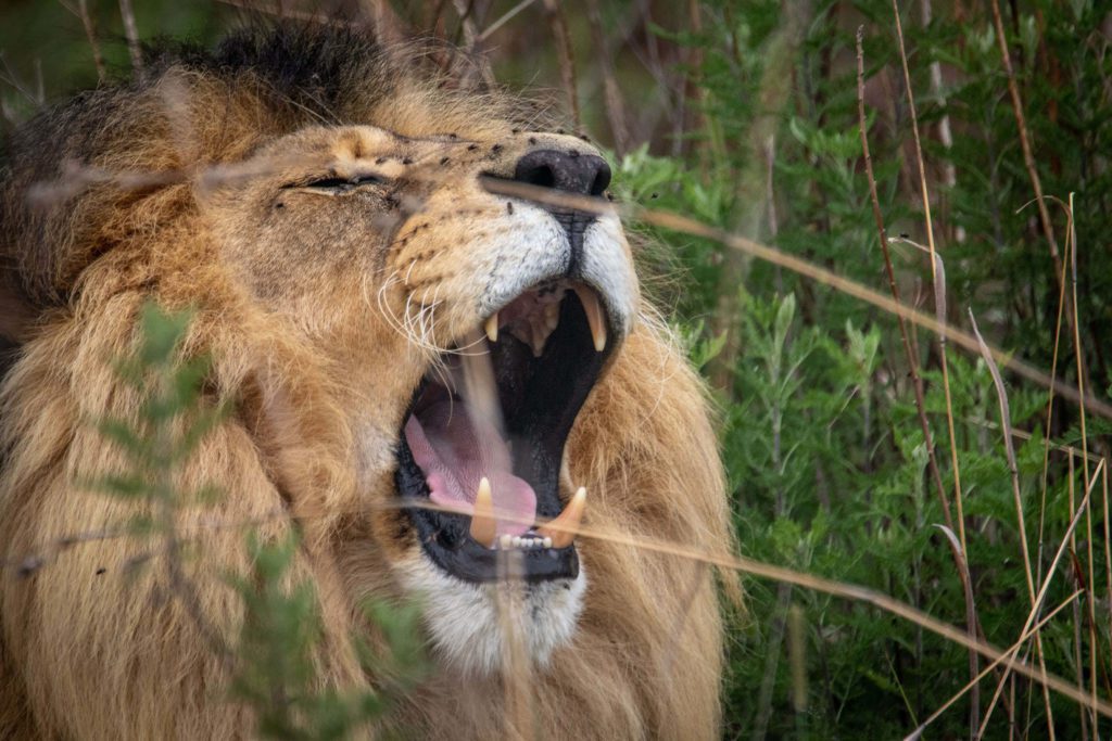 It is a lion! Sharam Namdarian Anger is Power in Disguise